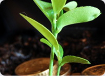 plant and coins
